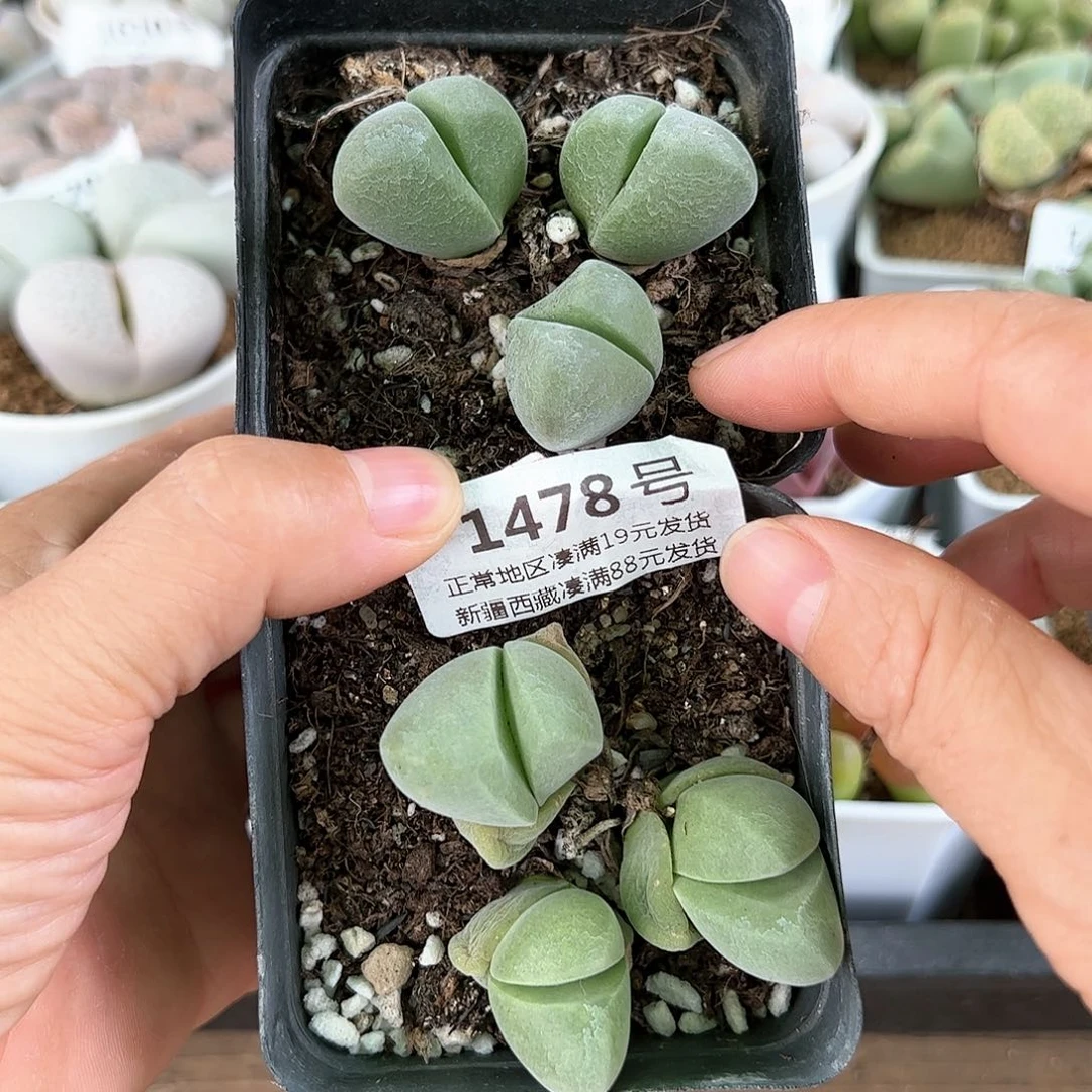 好养易活生石花大母本1478