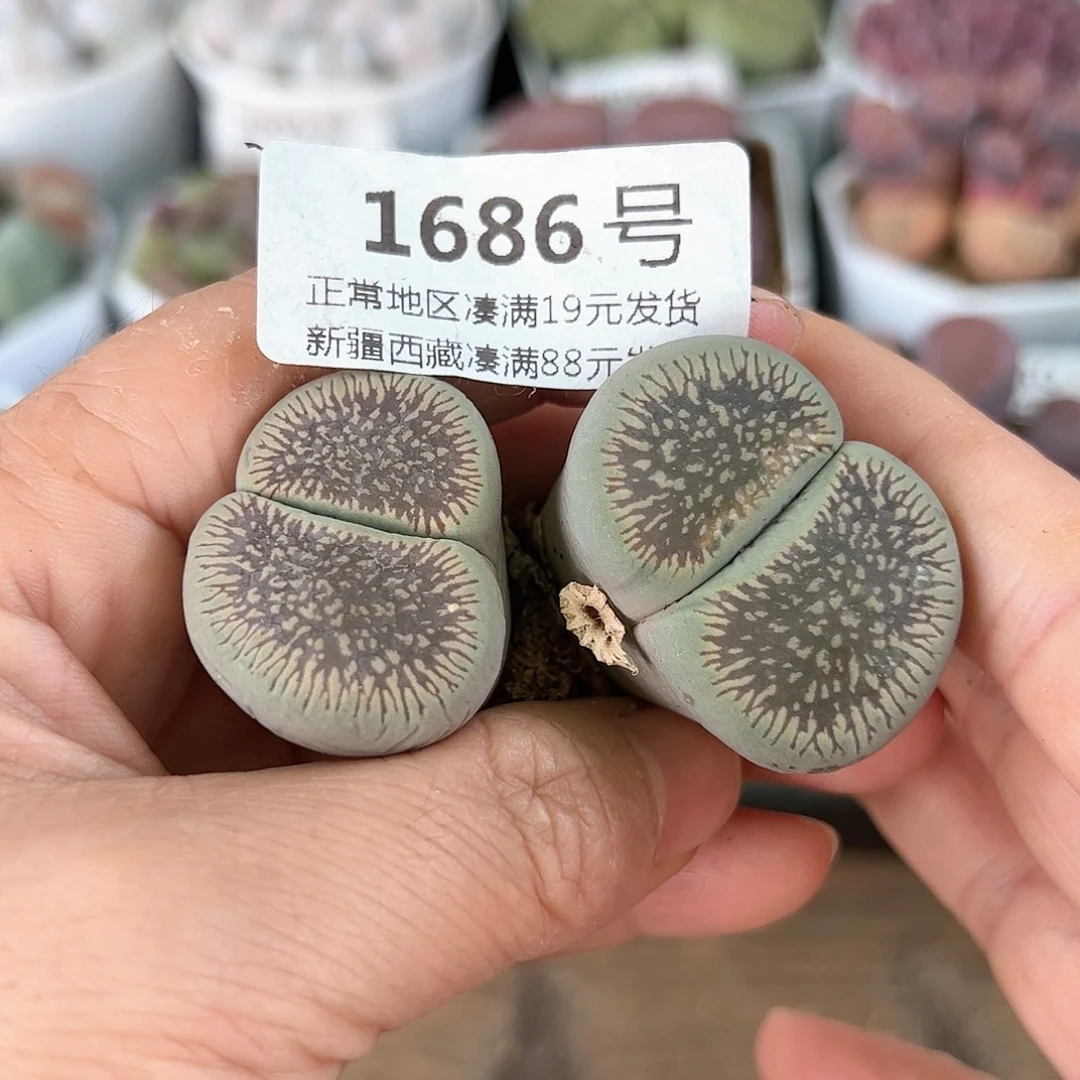 好养易活生石花大母本1686
