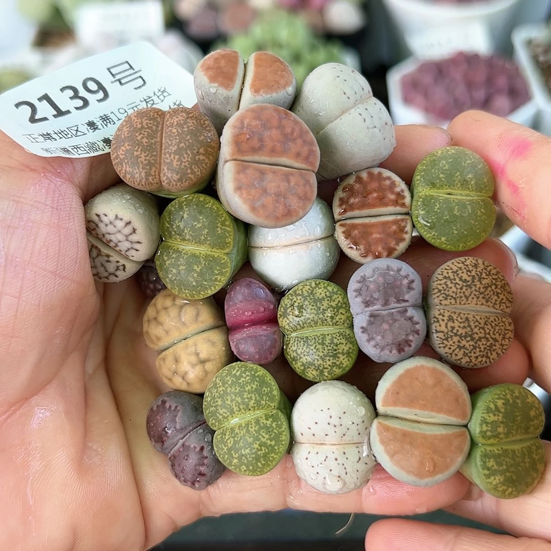 好养易活生石花大母本2139