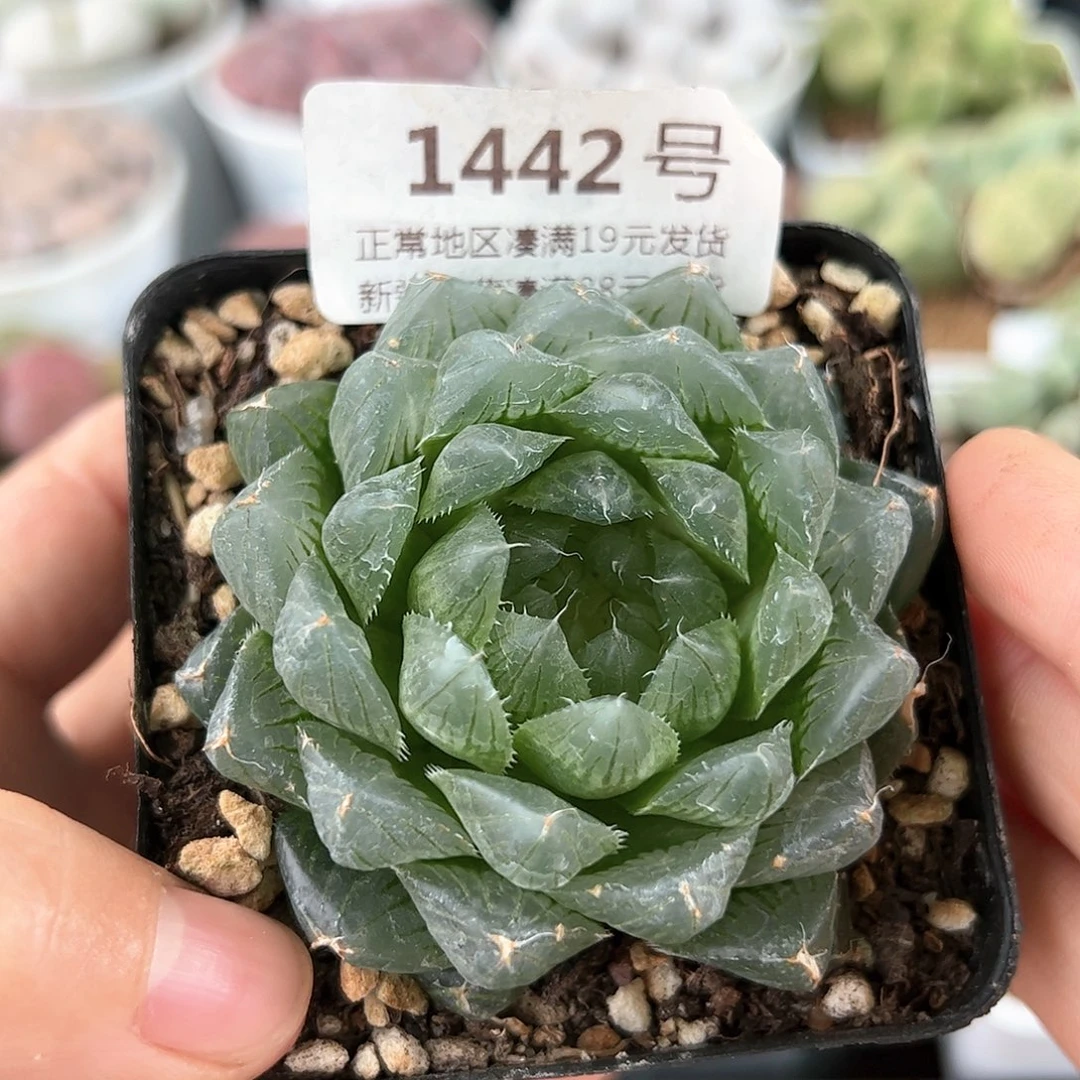 好养易活生石花大母本1442