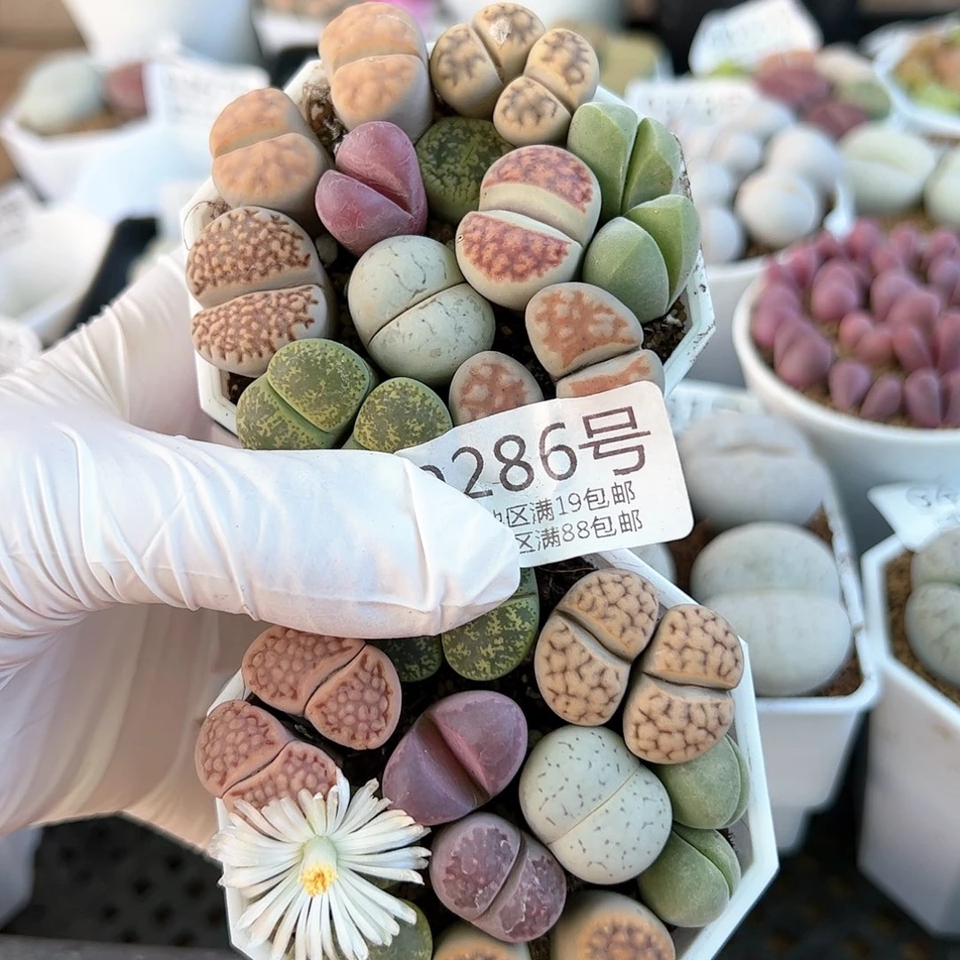 好养易活生石花大母本9286