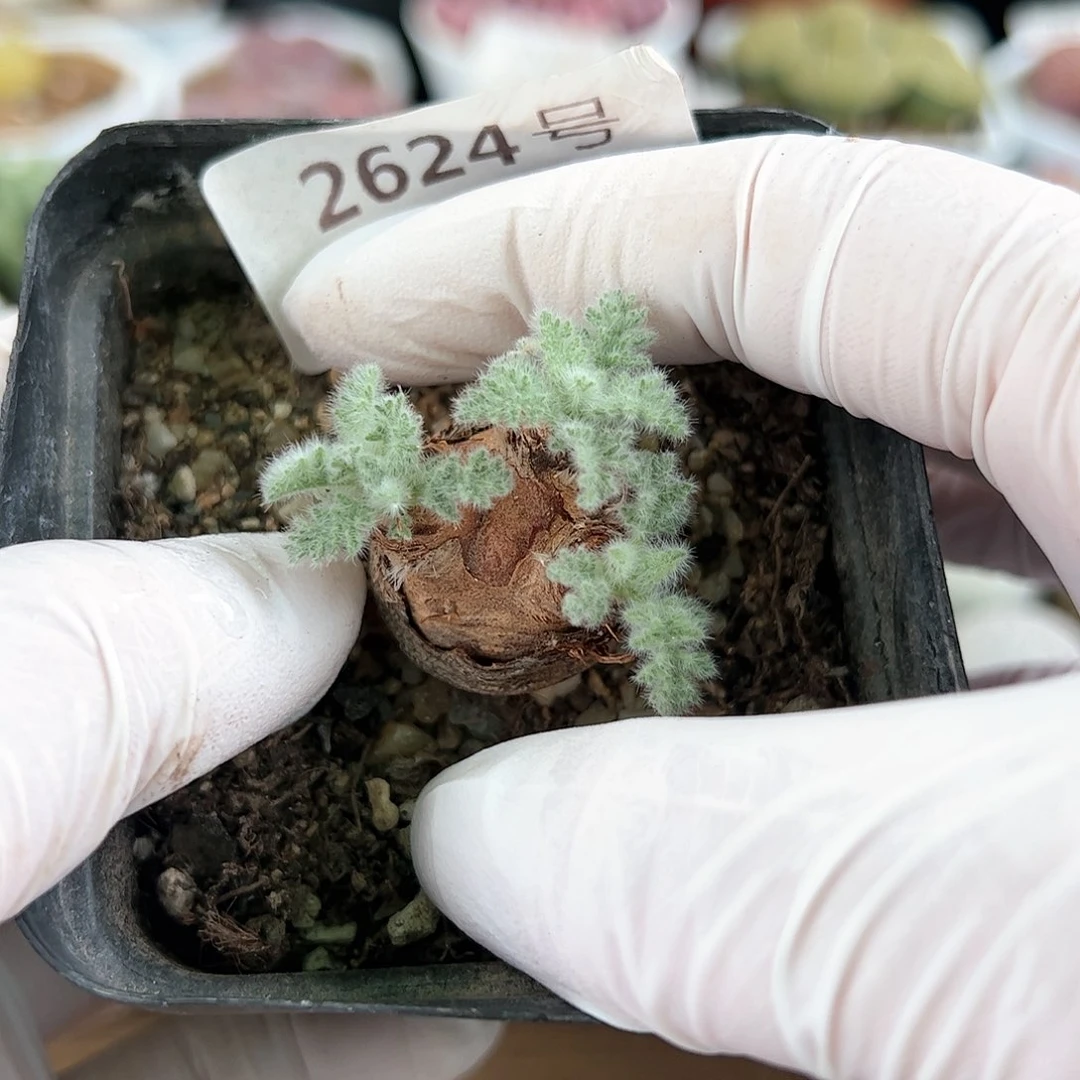 2624羽叶洋愧老桩mo m