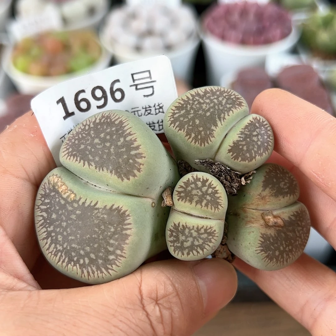 好养易活生石花大母本1696