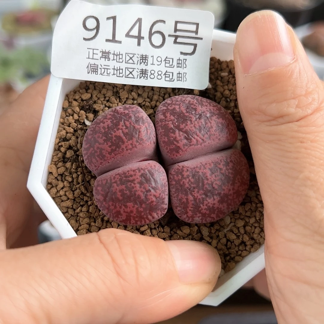 好养易活生石花大母本9146