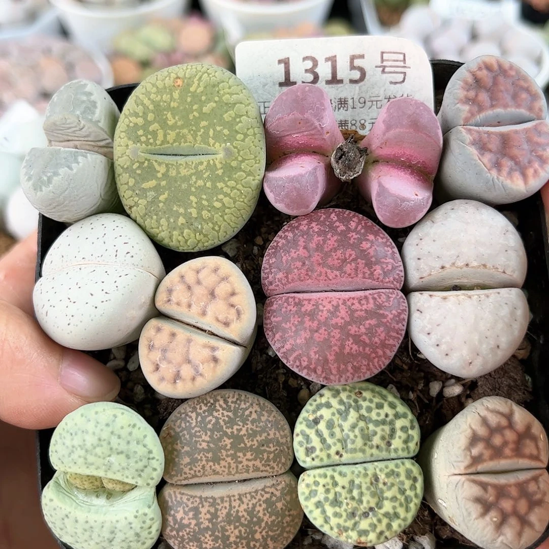 好养易活生石花大母本1315