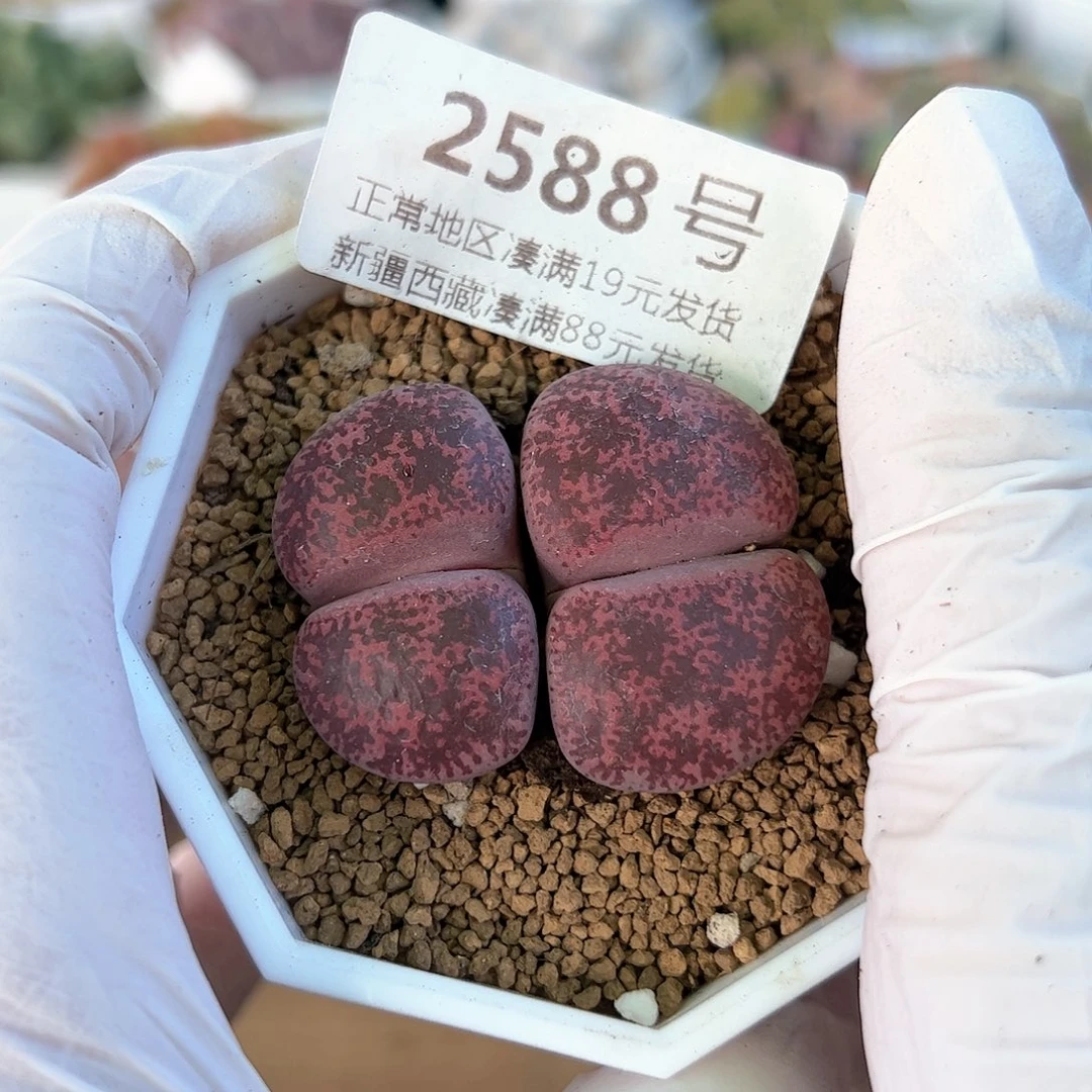 好养易活生石花大母本2588