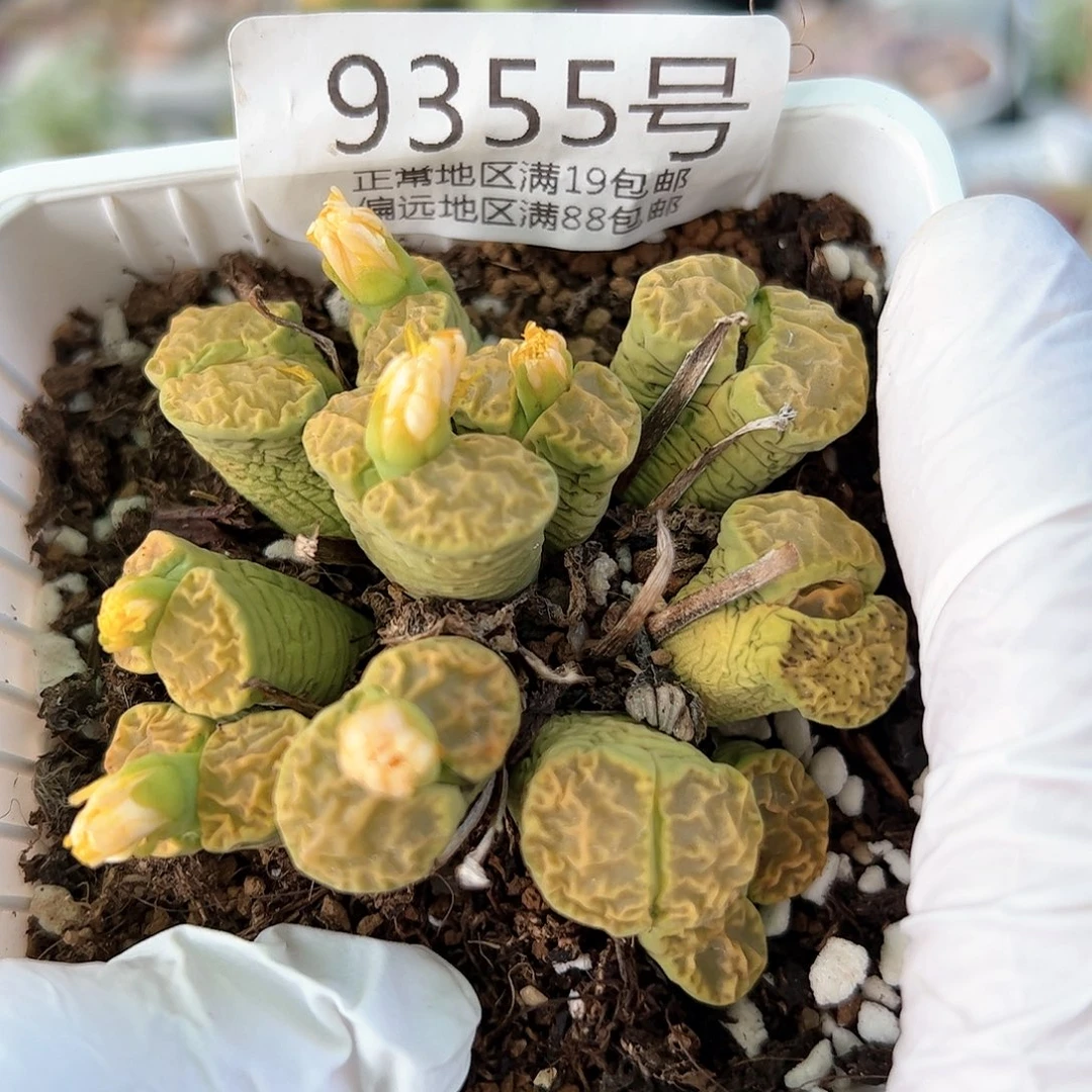 9355黄明玄12头群控养