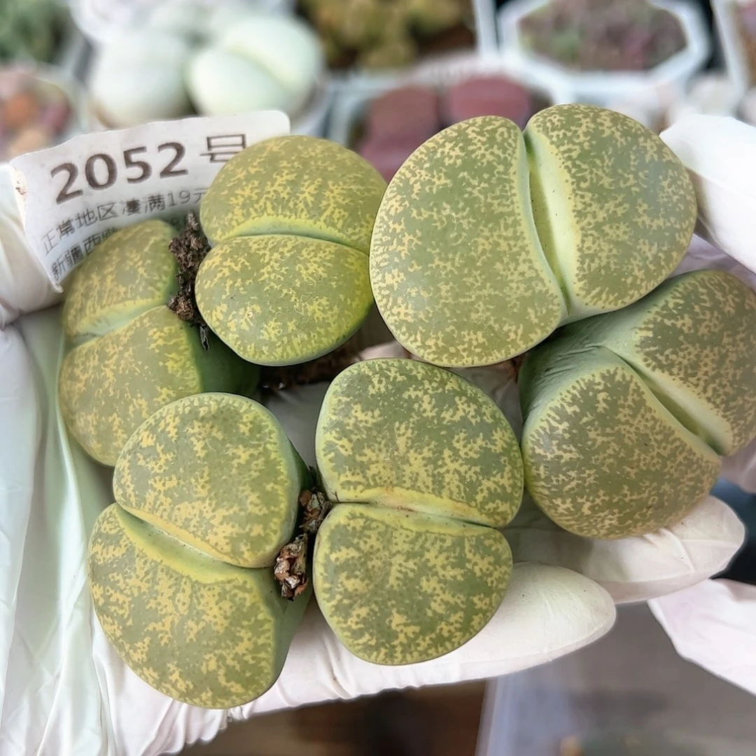 2052绿紫熏大双头三颗mo m