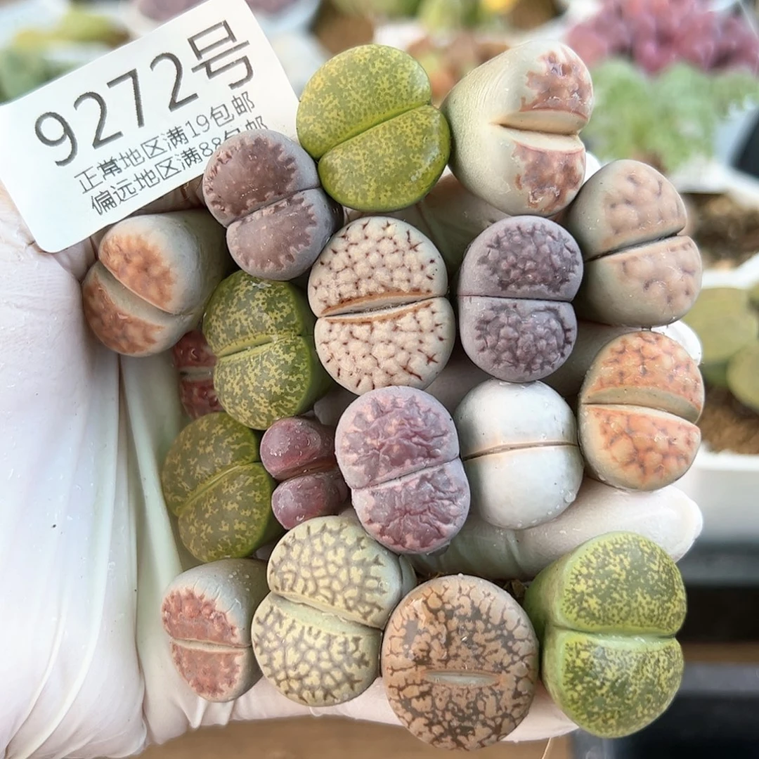 9272三年彩拼大母本18颗2cm左右