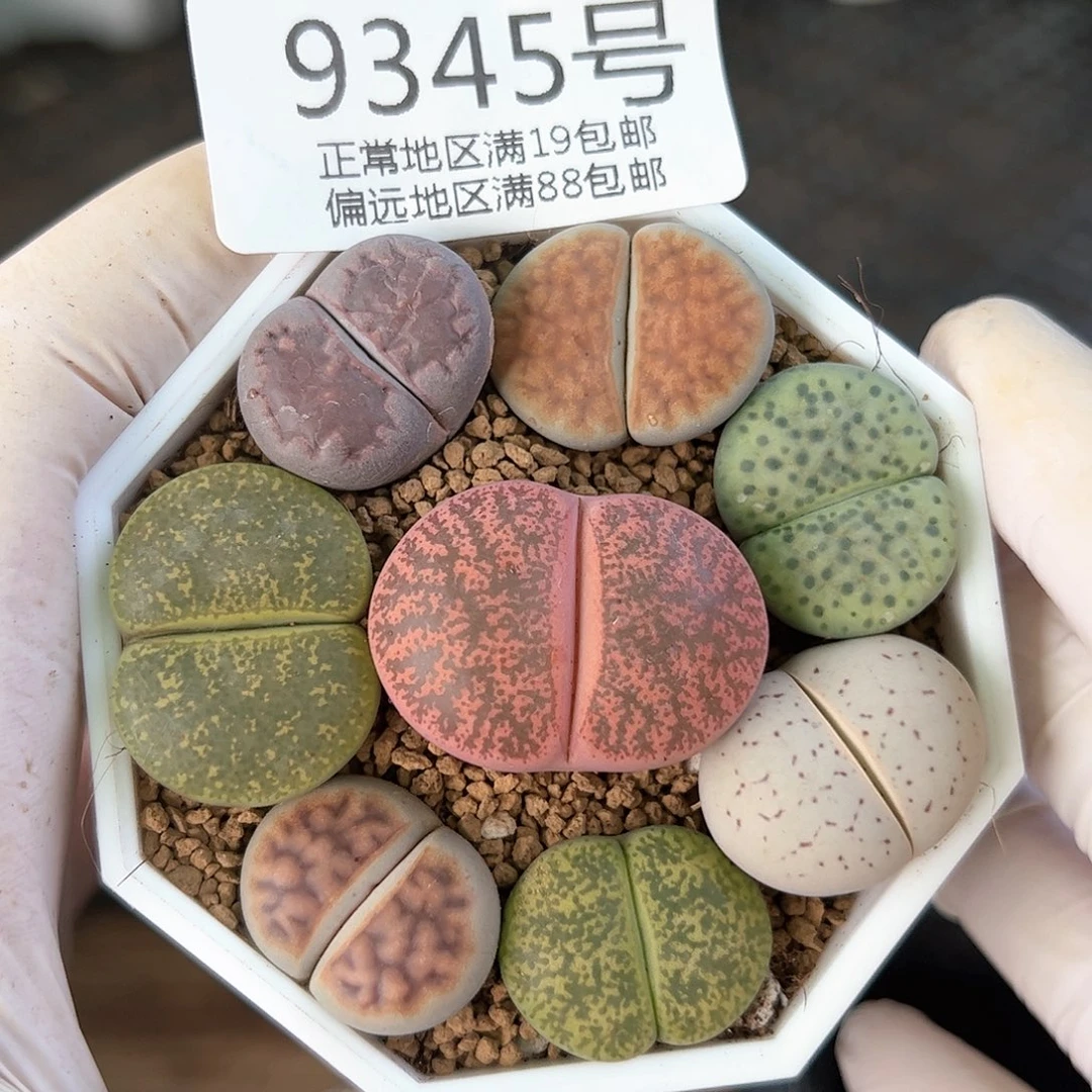 好养易活生石花大母本9345