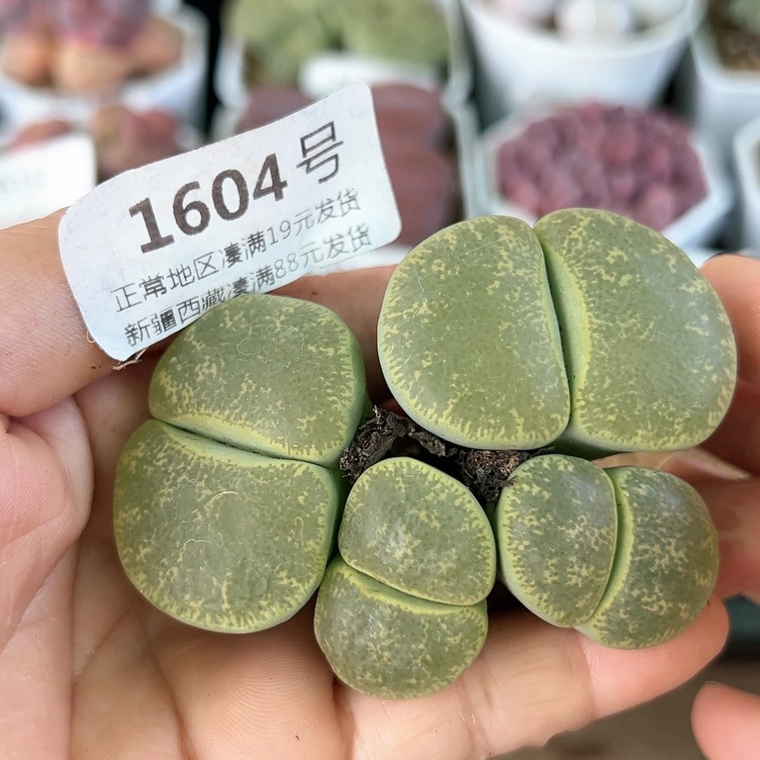 好养易活生石花大母本1604