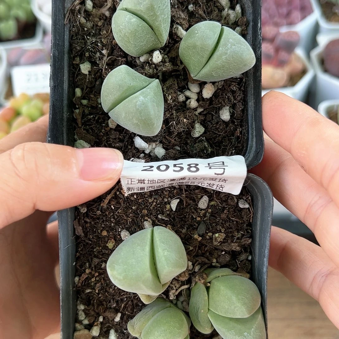 好养易活生石花大母本2058