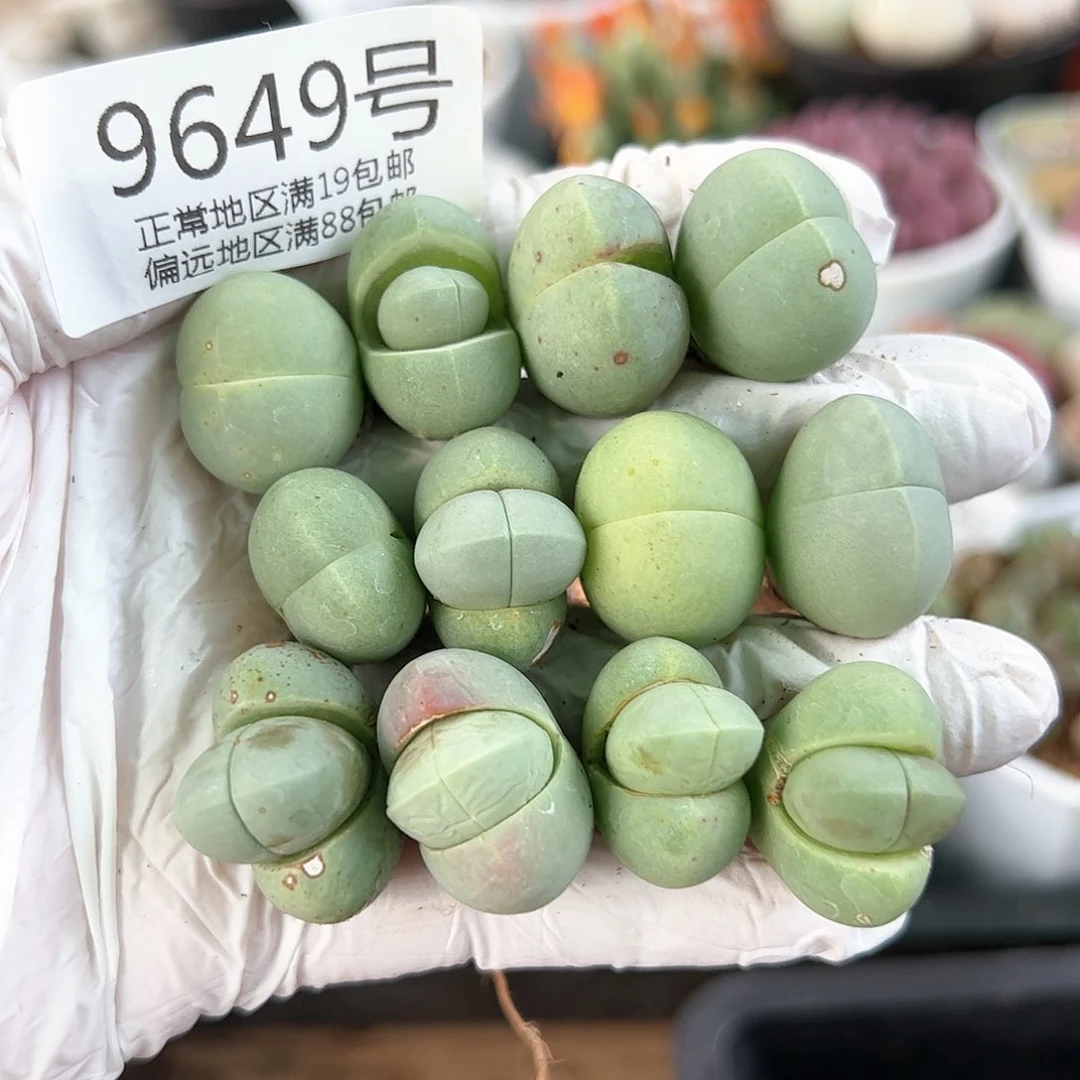 好养易活生石花大母本9649