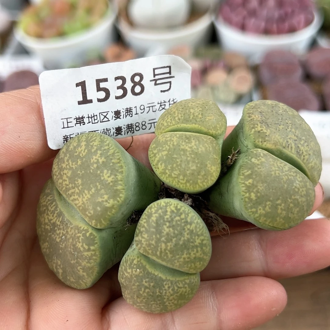 好养易活生石花大母本1538