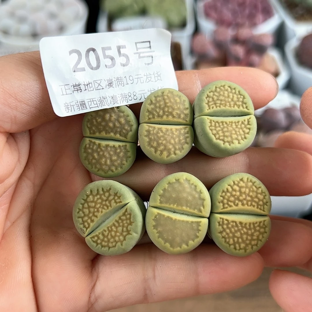 好养易活生石花大母本2055