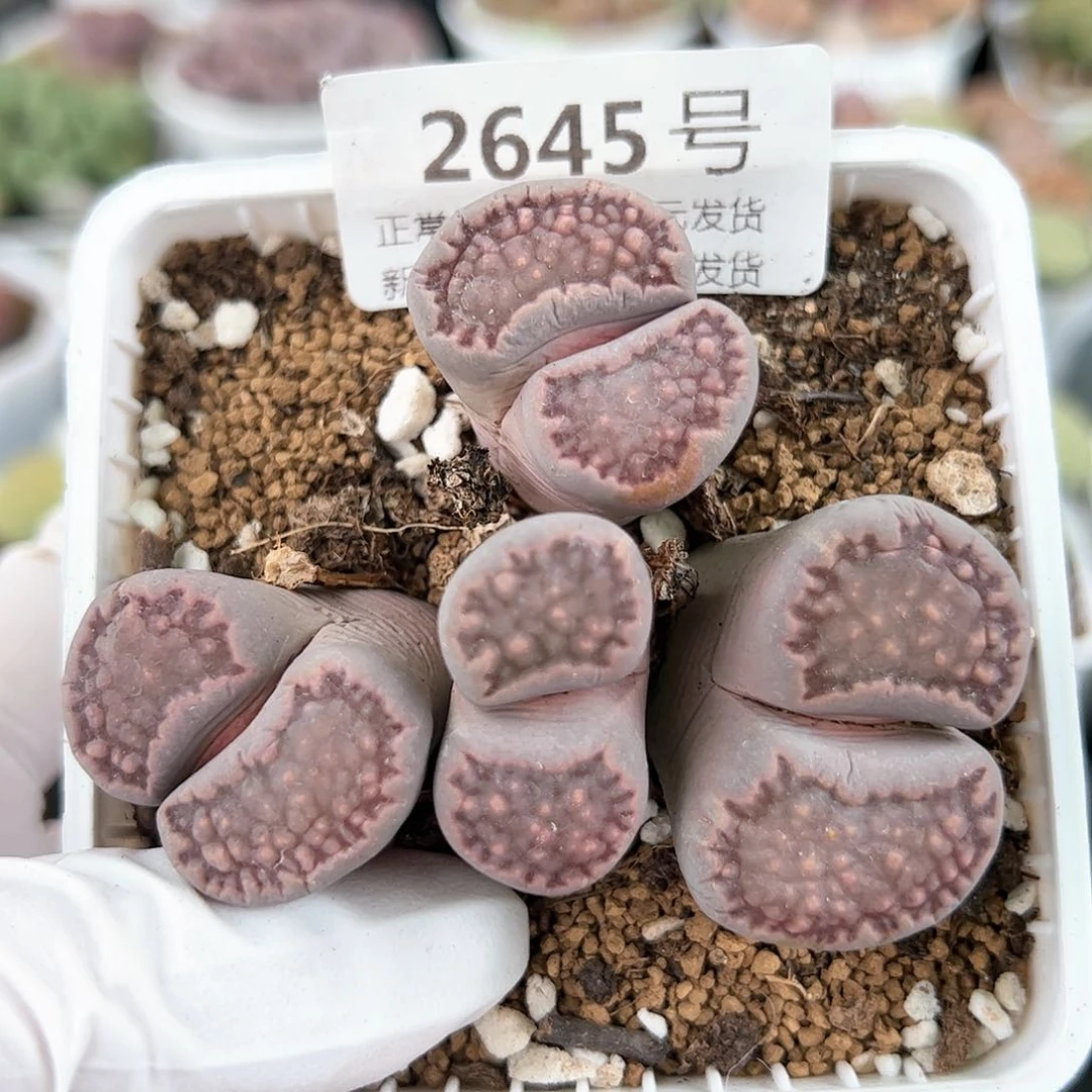 好养易活生石花大母本2645