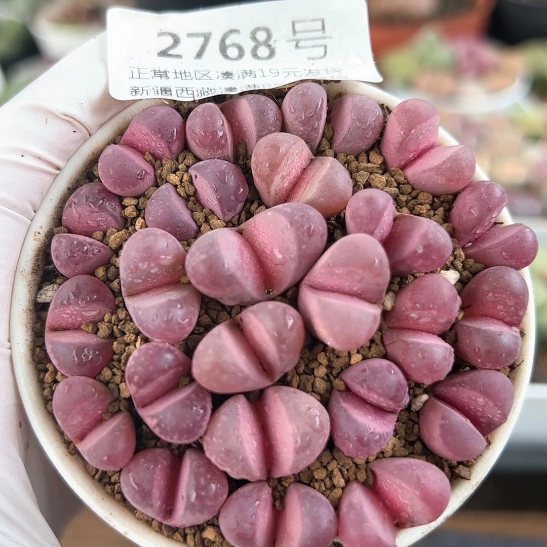 好养易活生石花大母本2768