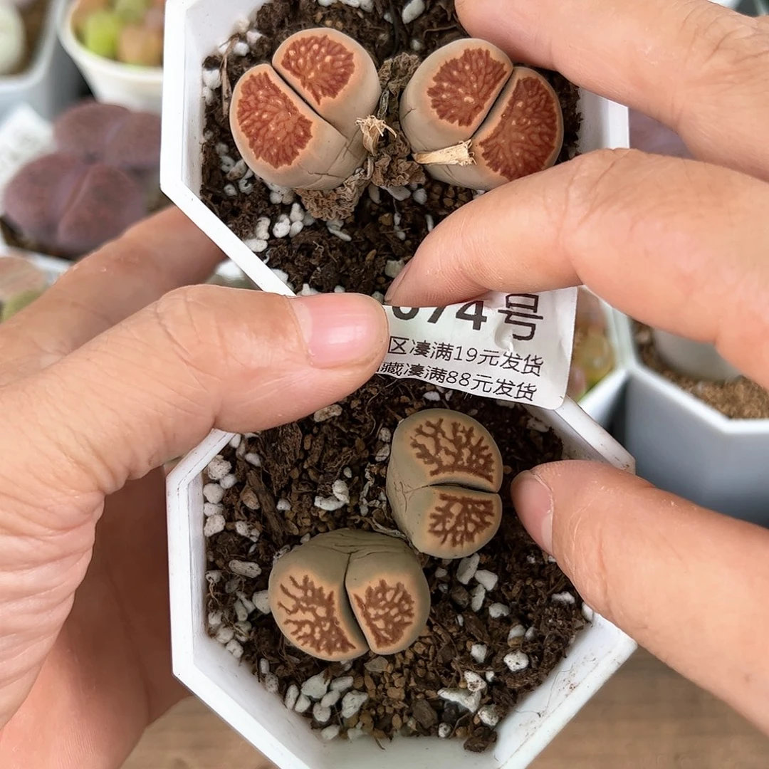 好养易活生石花大母本1674