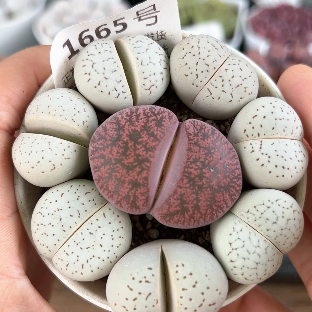 好养易活生石花大母本1665