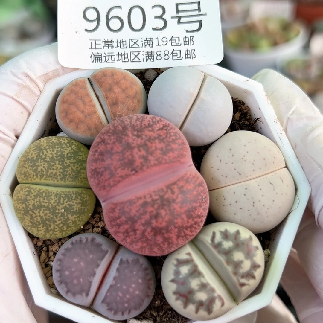 好养易活生石花大母本9603