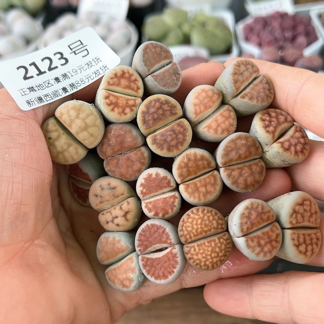 好养易活生石花大母本2123