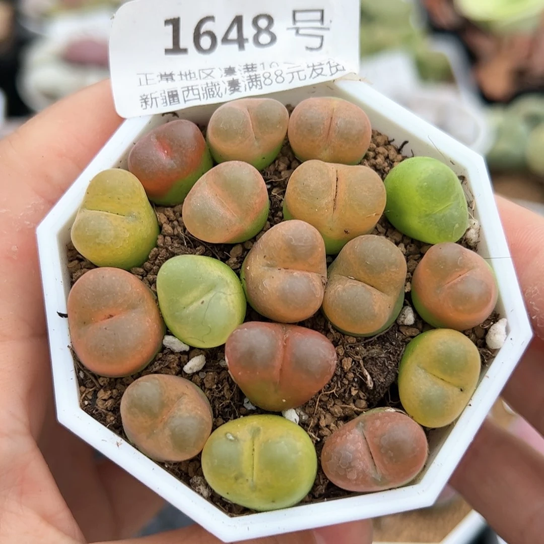 1648三年彩毛17颗1.5cm左右