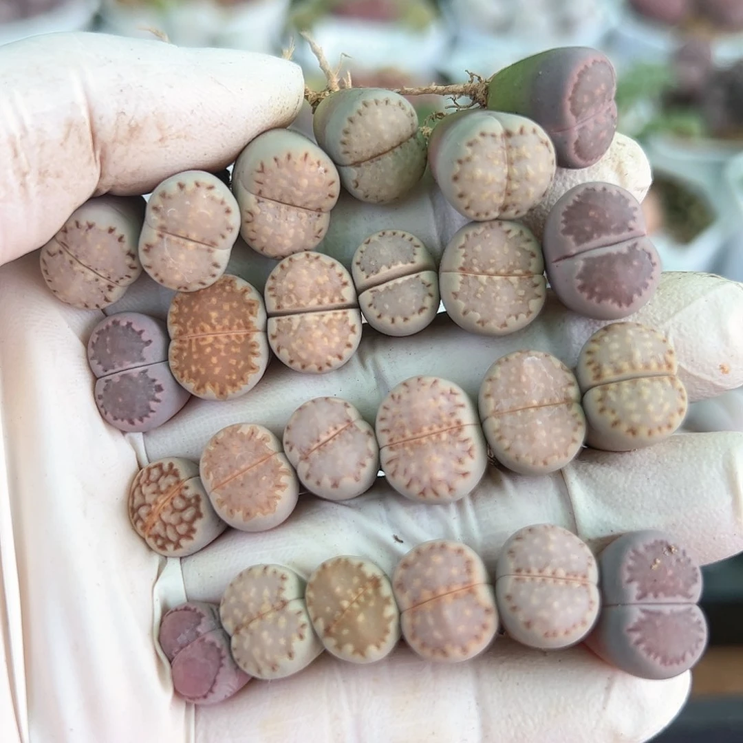 2331彩饼干24颗1.3cm左右