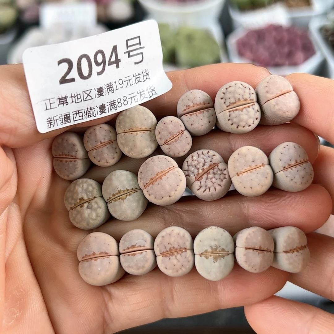 好养易活生石花大母本2094