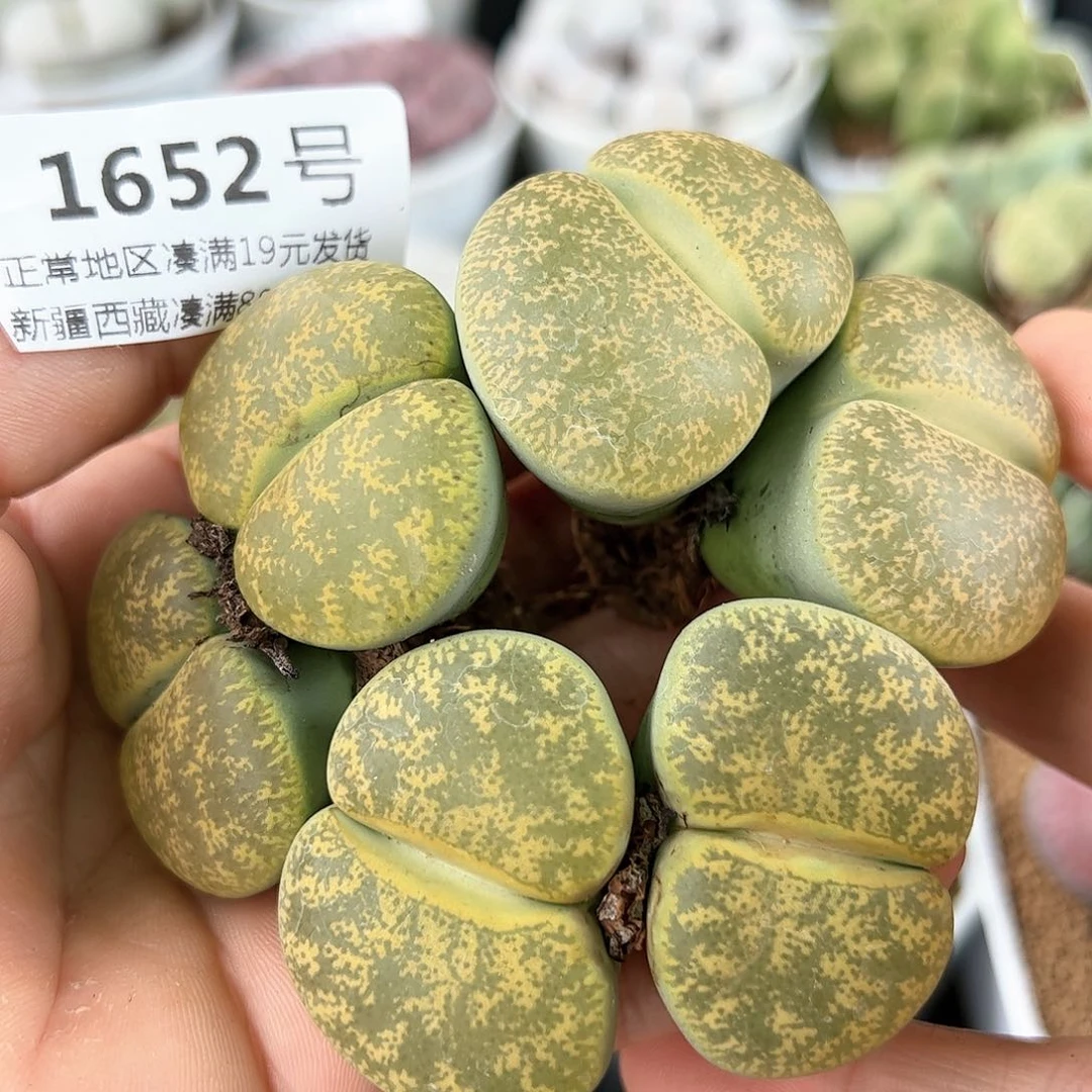 好养易活生石花大母本1652三颗大双头