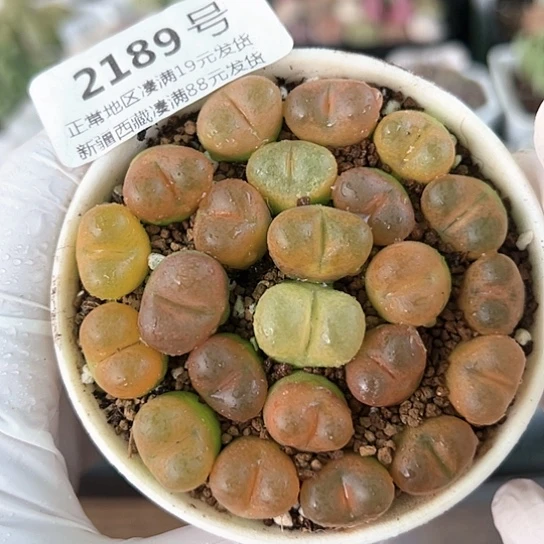 好养易活生石花大母本2189