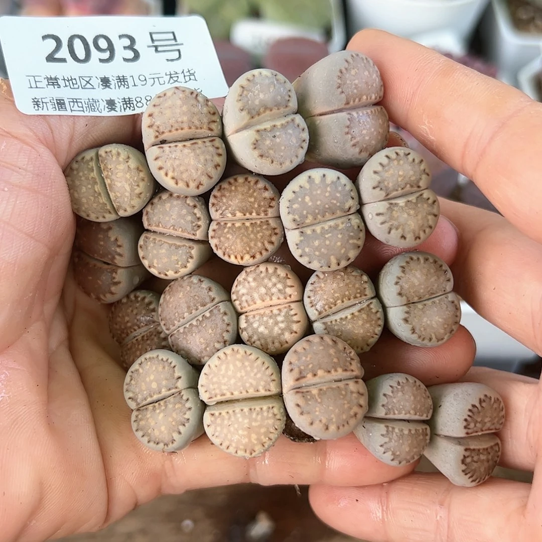2093饼干19颗开播福利