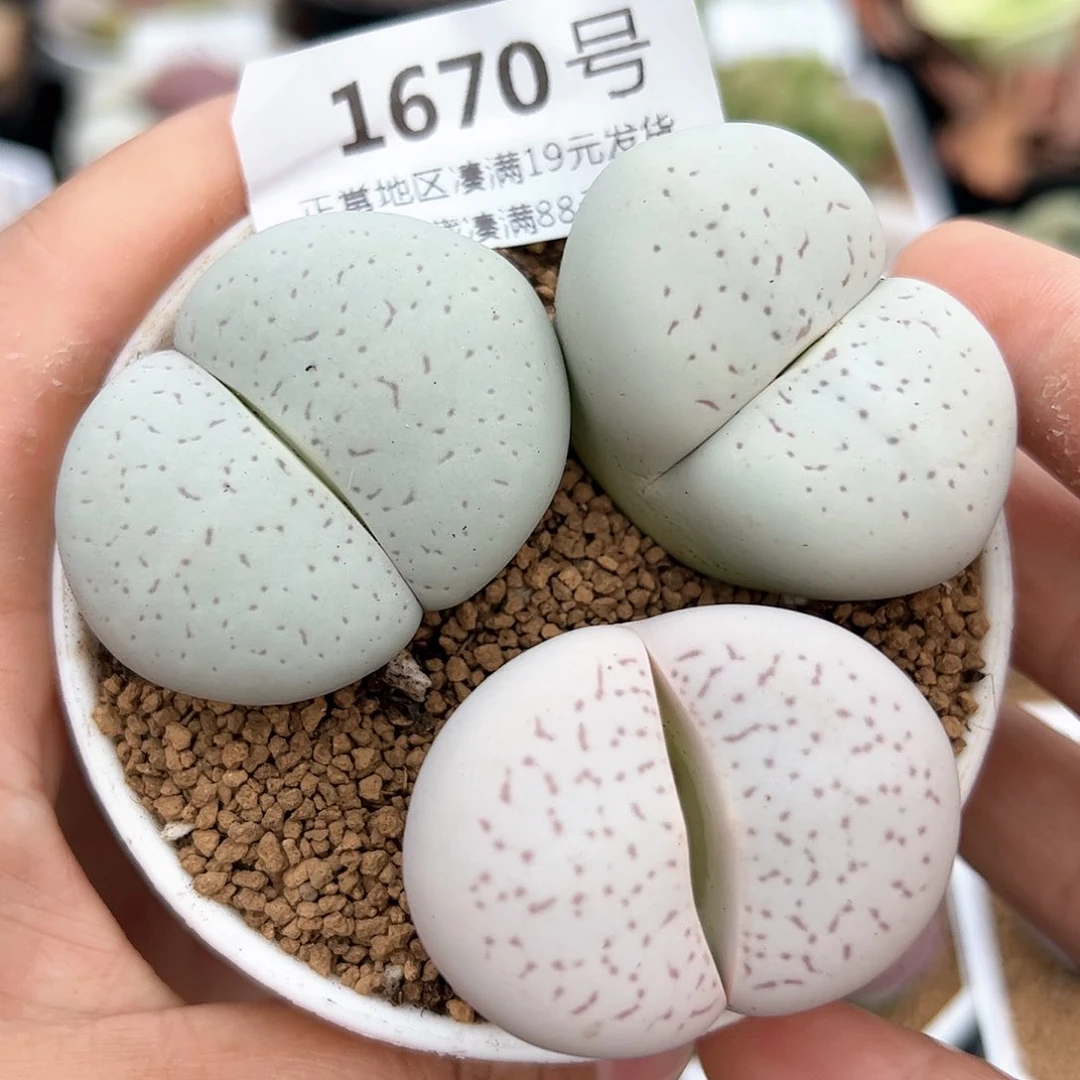1670四年大白三颗4cmmmmm