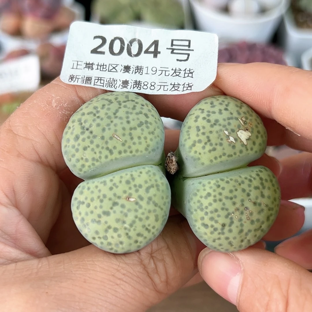 好养易活生石花大母本2004