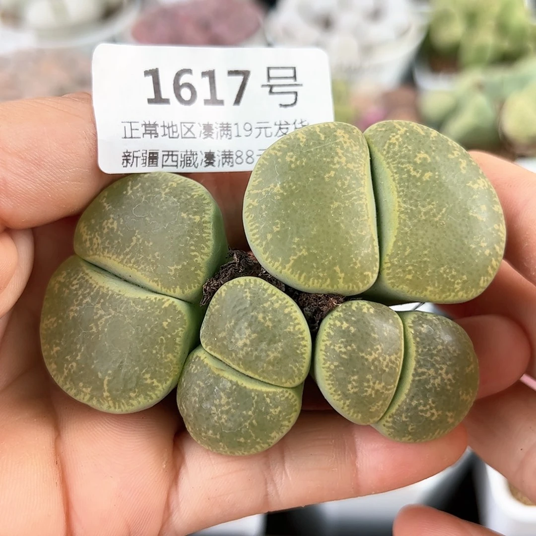 好养易活生石花大母本1617