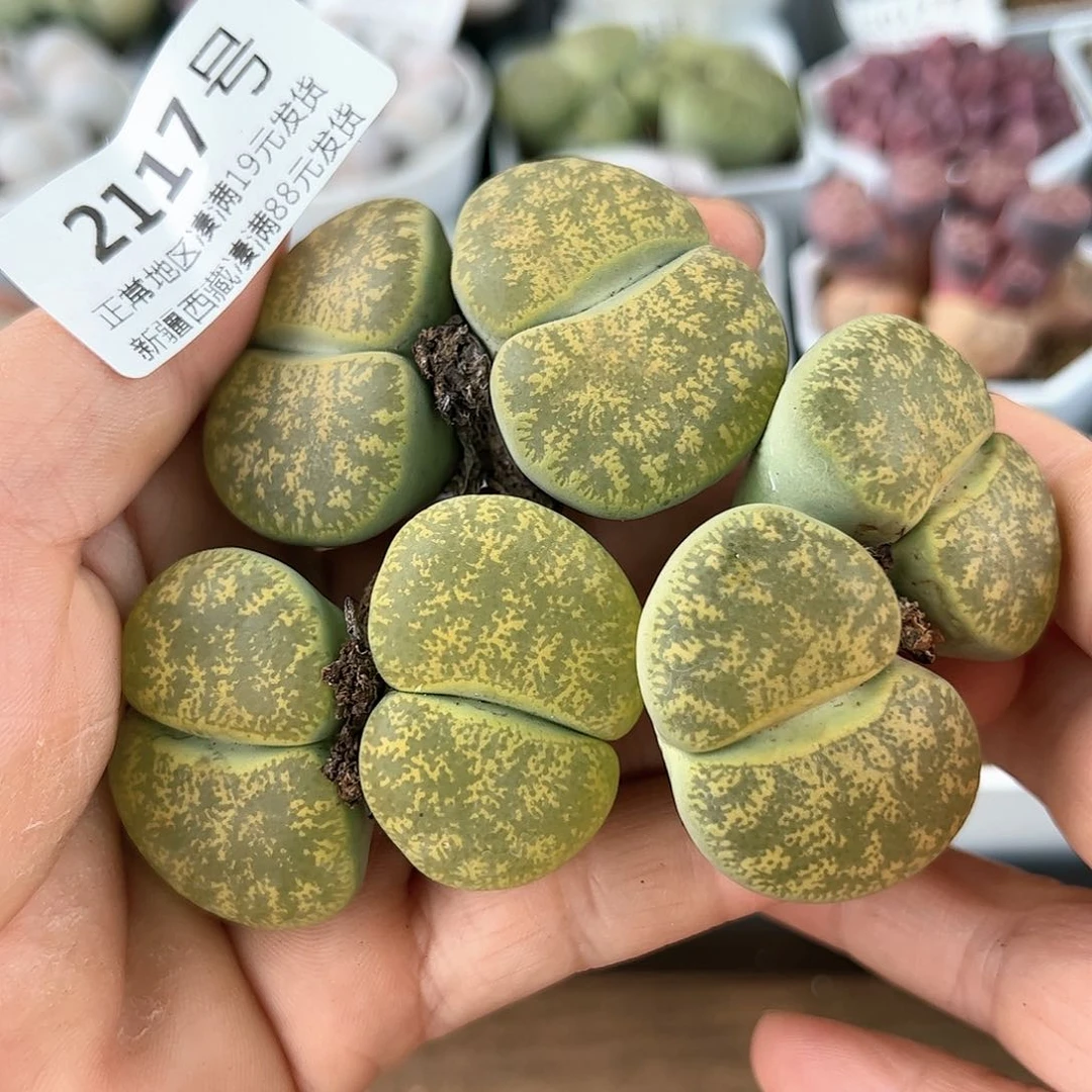 好养易活生石花大母本2117三颗