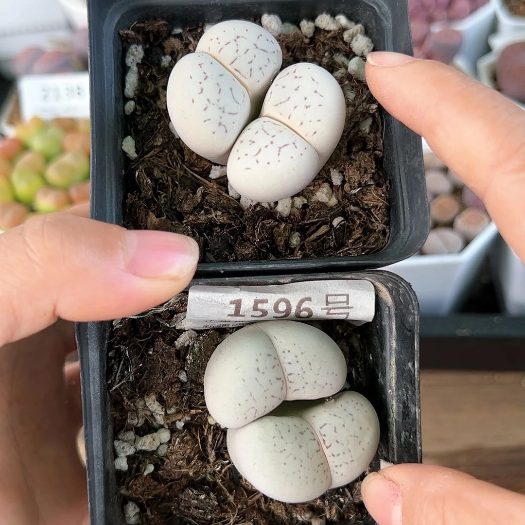好养易活生石花大母本1596
