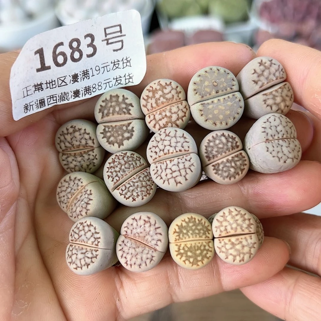 1683彩色大理石14颗2cm左右