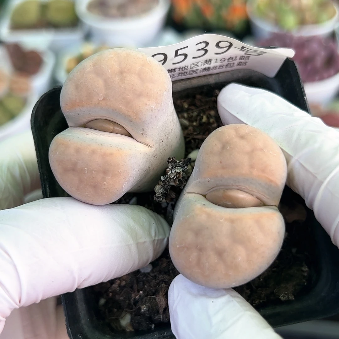 好养易活生石花大母本9539