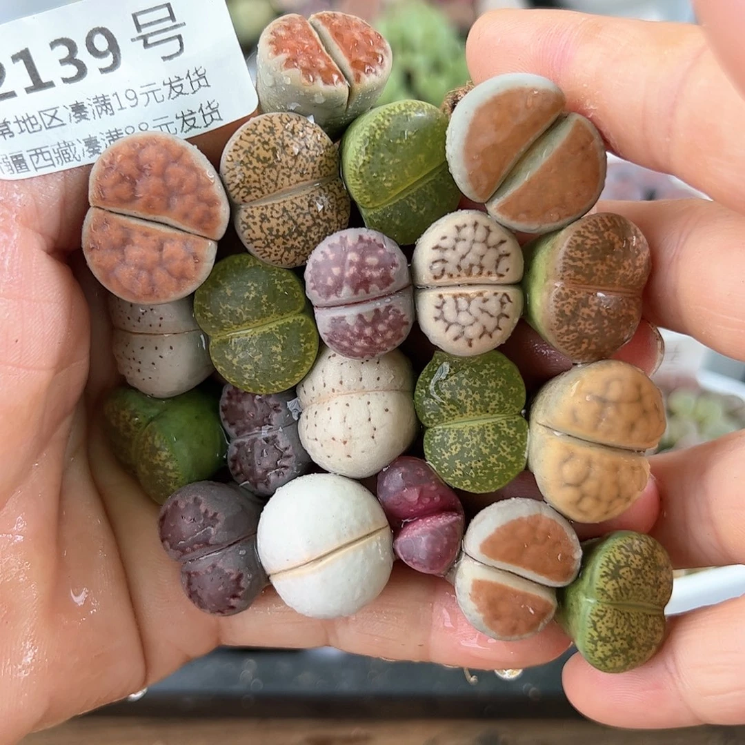 好养易活生石花大母本2139