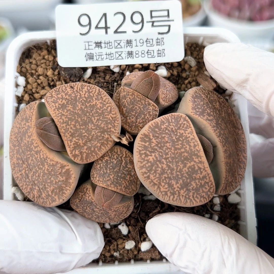 好养易活生石花大母本9429
