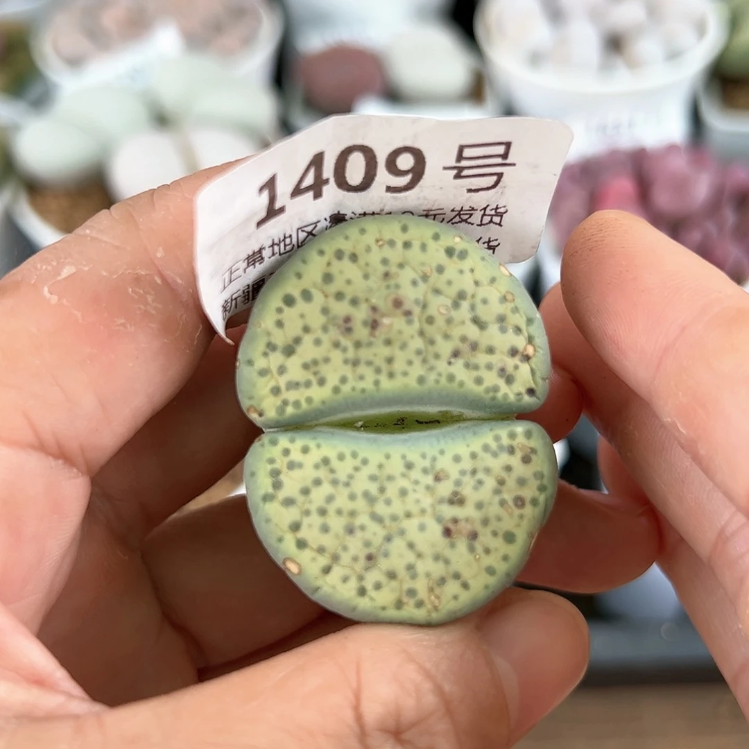1409微纹玉4cm有老伤特价