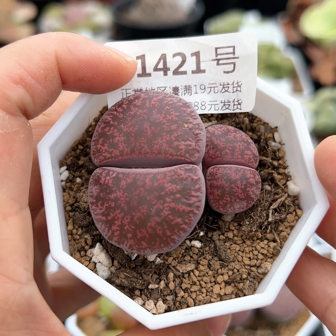 好养易活生石花大母本1421