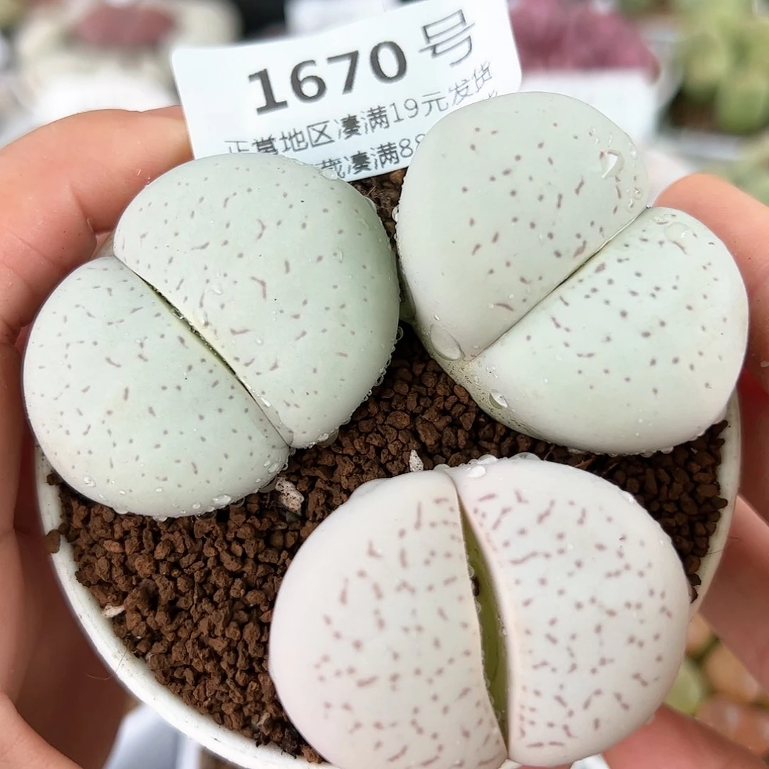 好养易活生石花大母本1670大白三颗
