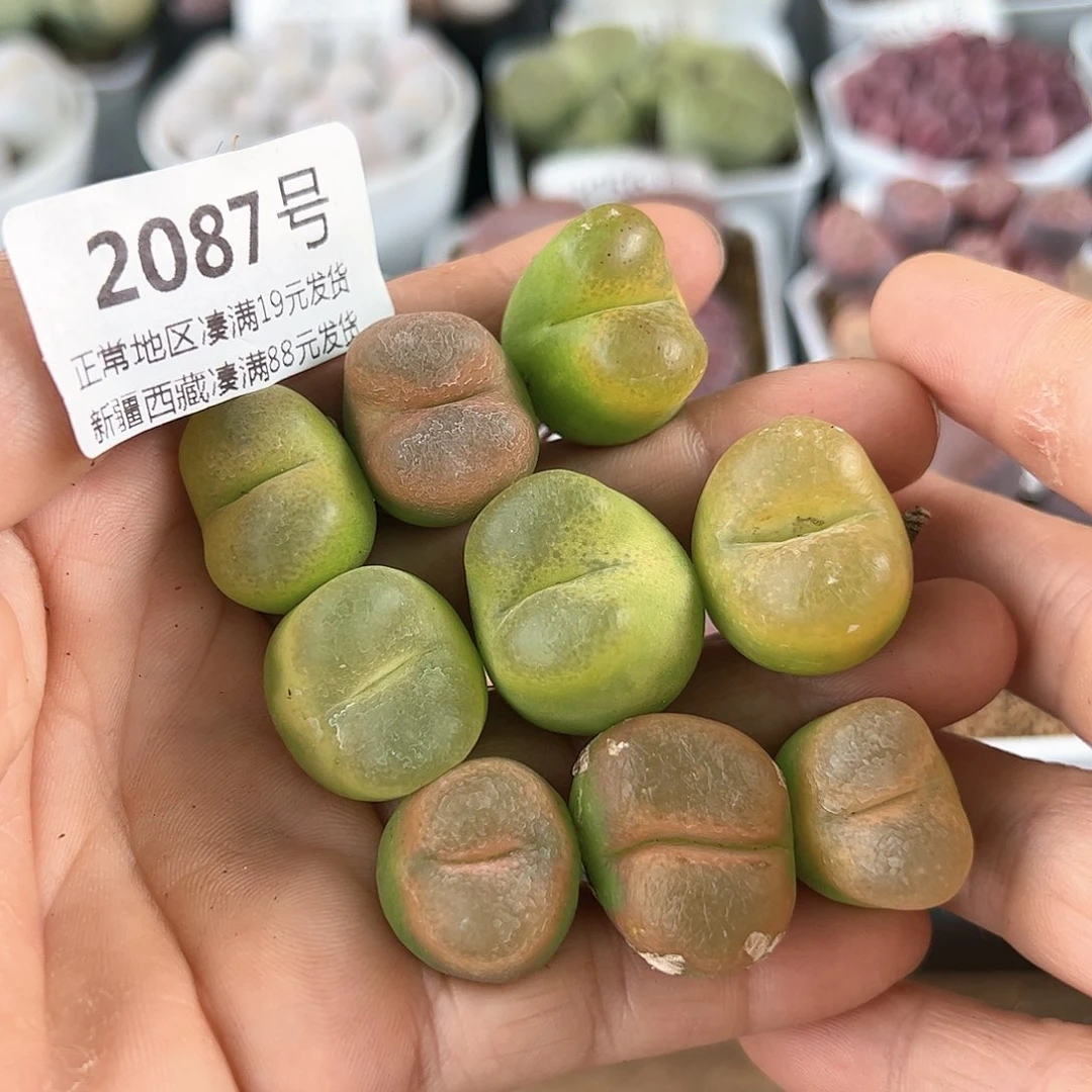 好养易活生石花大母本2087