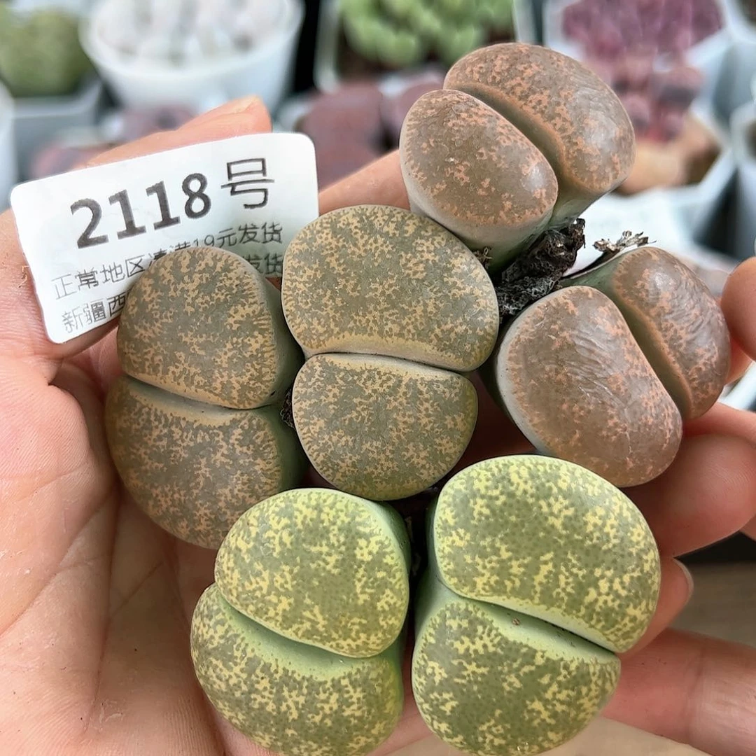 好养易活生石花大母本2118