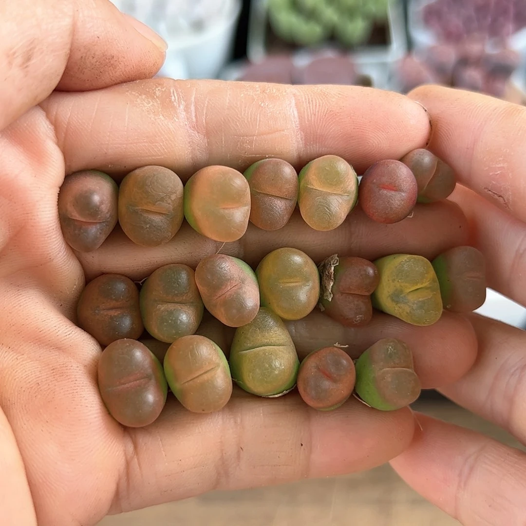 30000三年彩毛1cm左右