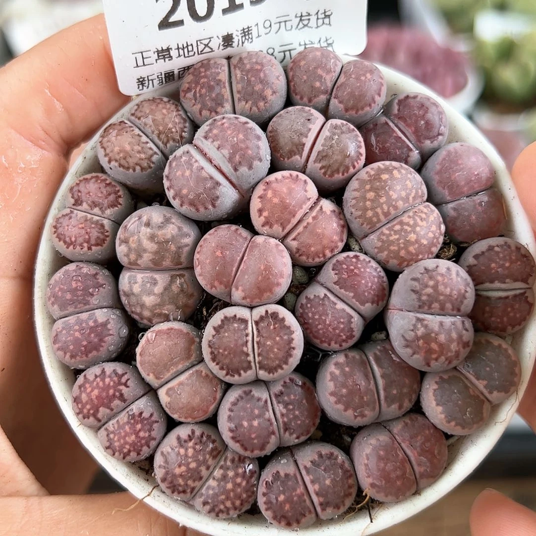 好养易活生石花大母本2013