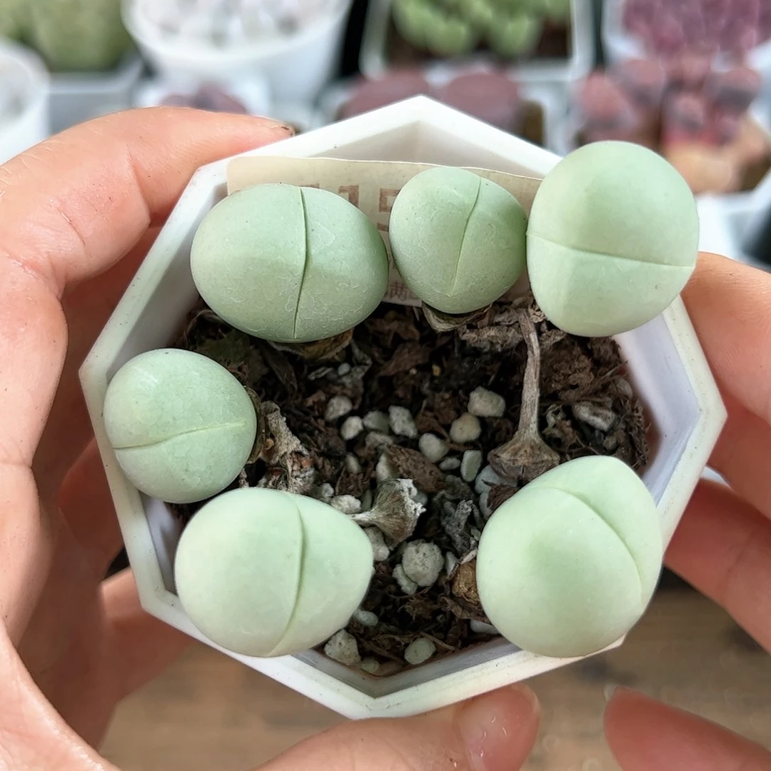 好养易活生石花大母本1152