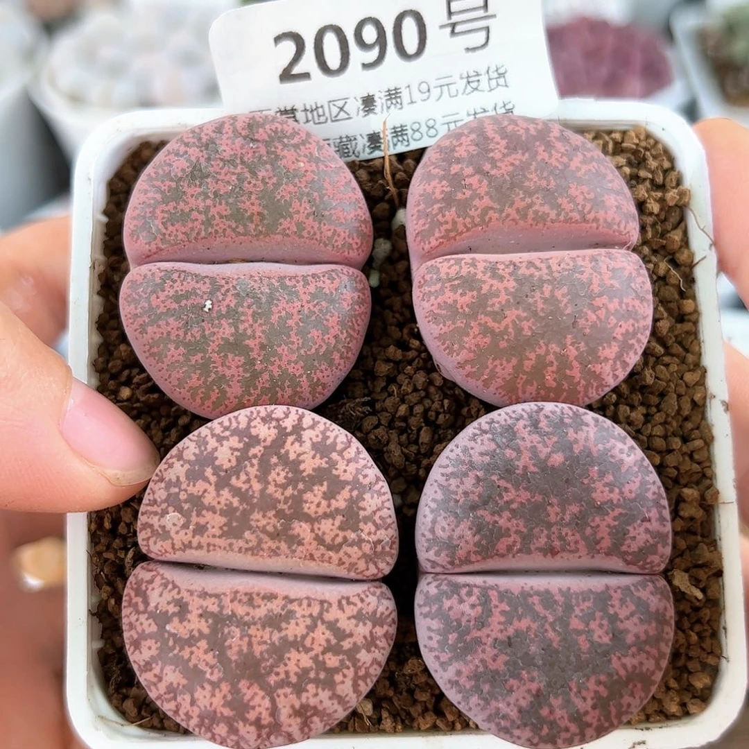 好养易活生石花大母本2090