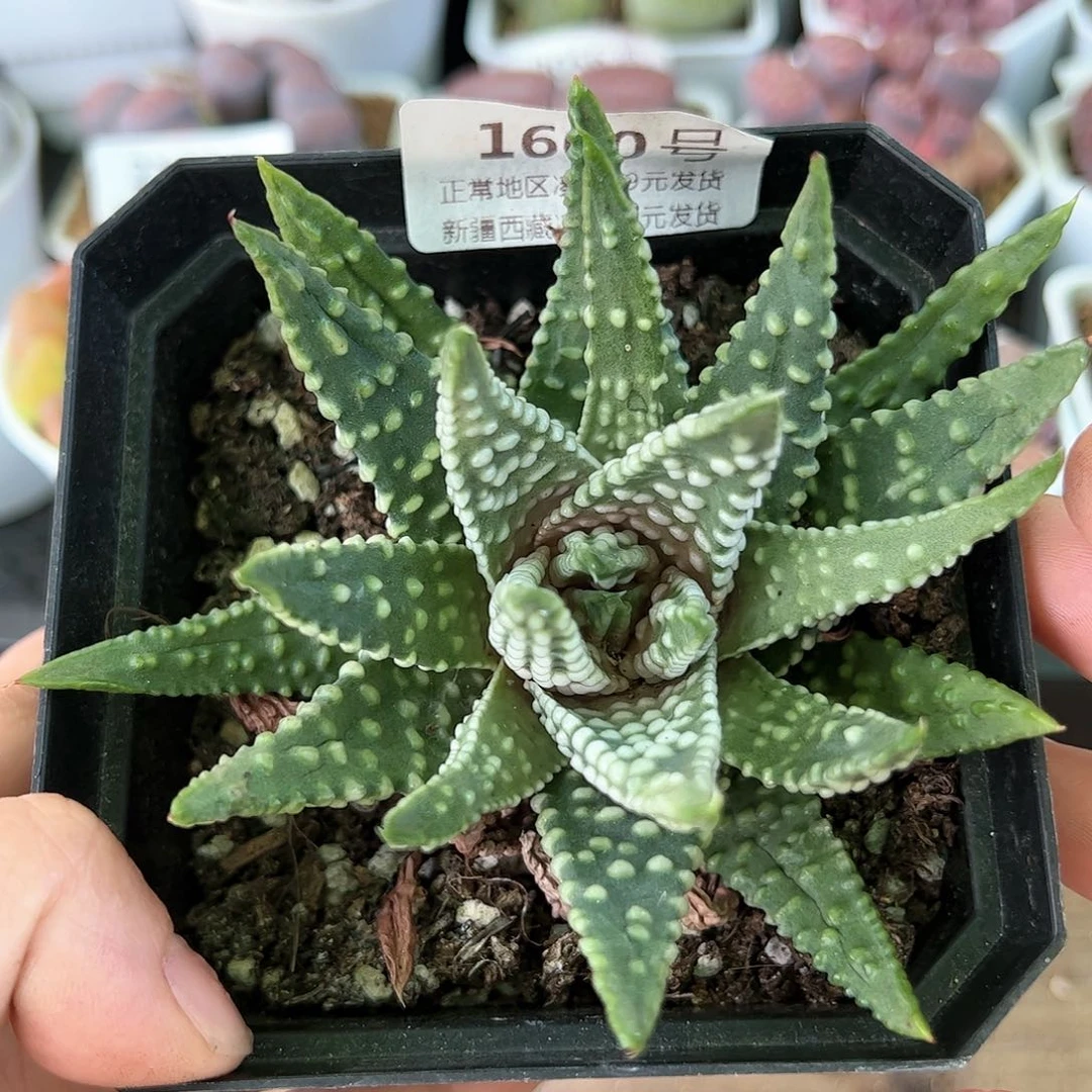 好养易活生石花大母本1600